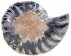 Split Black/Orange Ammonite (Half) - Unusual Coloration #55619-1